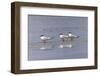 Trio of Royal terns, South Padre Island, Texas-Adam Jones-Framed Photographic Print