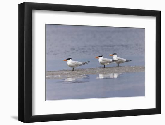 Trio of Royal terns, South Padre Island, Texas-Adam Jones-Framed Photographic Print