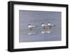 Trio of Royal terns, South Padre Island, Texas-Adam Jones-Framed Photographic Print