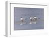 Trio of Royal terns, South Padre Island, Texas-Adam Jones-Framed Photographic Print