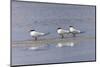 Trio of Royal terns, South Padre Island, Texas-Adam Jones-Mounted Photographic Print