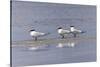 Trio of Royal terns, South Padre Island, Texas-Adam Jones-Stretched Canvas