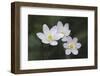 Trio of wood anemone flowers, The Parklands, Louisville, Kentucky-Adam Jones-Framed Photographic Print