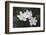 Trio of wood anemone flowers, The Parklands, Louisville, Kentucky-Adam Jones-Framed Photographic Print