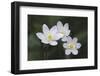 Trio of wood anemone flowers, The Parklands, Louisville, Kentucky-Adam Jones-Framed Photographic Print