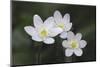 Trio of wood anemone flowers, The Parklands, Louisville, Kentucky-Adam Jones-Mounted Photographic Print