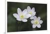 Trio of wood anemone flowers, The Parklands, Louisville, Kentucky-Adam Jones-Framed Photographic Print