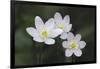 Trio of wood anemone flowers, The Parklands, Louisville, Kentucky-Adam Jones-Framed Photographic Print