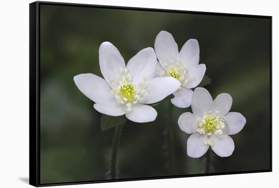 Trio of wood anemone flowers, The Parklands, Louisville, Kentucky-Adam Jones-Framed Stretched Canvas