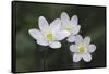 Trio of wood anemone flowers, The Parklands, Louisville, Kentucky-Adam Jones-Framed Stretched Canvas