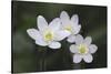 Trio of wood anemone flowers, The Parklands, Louisville, Kentucky-Adam Jones-Stretched Canvas