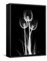 Trio Tulip Xray-Albert Koetsier-Framed Stretched Canvas