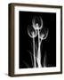 Trio Tulip Xray-Albert Koetsier-Framed Art Print