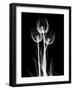 Trio Tulip Xray-Albert Koetsier-Framed Art Print