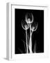 Trio Tulip Xray-Albert Koetsier-Framed Art Print