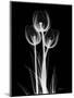 Trio Tulip Xray-Albert Koetsier-Mounted Premium Giclee Print