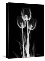 Trio Tulip Xray-Albert Koetsier-Stretched Canvas