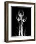 Trio Tulip Xray-Albert Koetsier-Framed Art Print