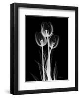 Trio Tulip Xray-Albert Koetsier-Framed Art Print