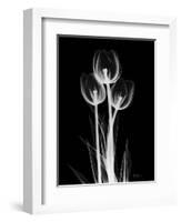 Trio Tulip Xray-Albert Koetsier-Framed Art Print