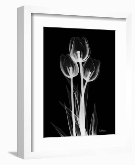 Trio Tulip Xray-Albert Koetsier-Framed Art Print