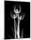 Trio Tulip Xray-Albert Koetsier-Mounted Art Print