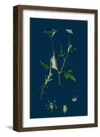 Triodia Decumbens; Decumbent Heath-Grass-null-Framed Giclee Print