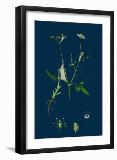 Triodia Decumbens; Decumbent Heath-Grass-null-Framed Giclee Print
