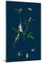 Triodia Decumbens; Decumbent Heath-Grass-null-Mounted Giclee Print