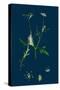 Triodia Decumbens; Decumbent Heath-Grass-null-Stretched Canvas