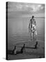 triped Tabby Cats on Beach as Man Goes Into Water to Catch Fish with Net on Society Island-Carl Mydans-Stretched Canvas