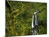 Triple Falls in the Mount Hood National Forest, Oregon, USA-Chuck Haney-Mounted Photographic Print