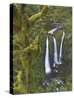 Triple Falls on Oneonta Creek, Columbia River Gorge, Oregon, USA-William Sutton-Stretched Canvas