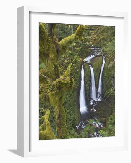 Triple Falls on Oneonta Creek, Columbia River Gorge, Oregon, USA-William Sutton-Framed Photographic Print