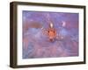 Triple Fin-null-Framed Photographic Print