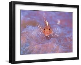 Triple Fin-null-Framed Photographic Print