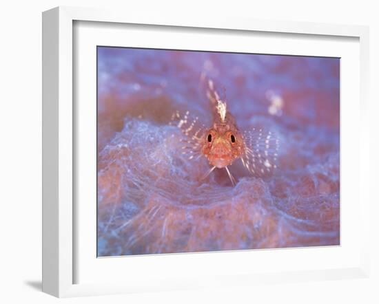 Triple Fin-null-Framed Photographic Print