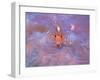 Triple Fin-null-Framed Photographic Print