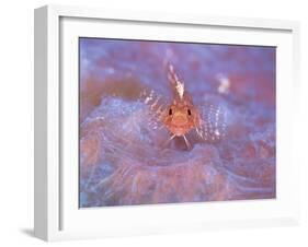 Triple Fin-null-Framed Photographic Print