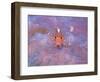 Triple Fin-null-Framed Photographic Print