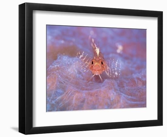 Triple Fin-null-Framed Photographic Print