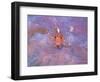 Triple Fin-null-Framed Photographic Print