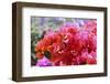 Triplet's Flowers, Blossoms, Bougainvillaea-Sweet Ink-Framed Photographic Print