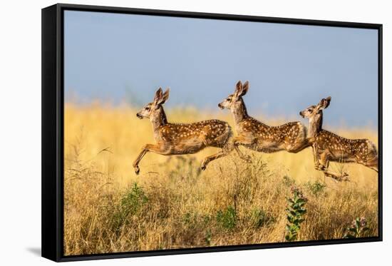 Tripple Jump-Verdon-Framed Stretched Canvas