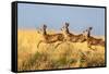 Tripple Jump-Verdon-Framed Stretched Canvas