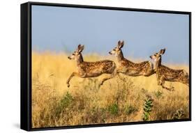 Tripple Jump-Verdon-Framed Stretched Canvas