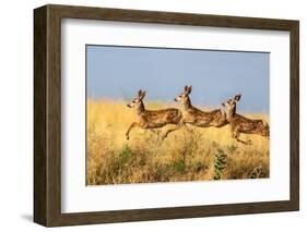 Tripple Jump-Verdon-Framed Photographic Print