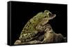 Triprion Spatulatus (Shovel-Nosed Treefrog)-Paul Starosta-Framed Stretched Canvas