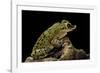 Triprion Spatulatus (Shovel-Nosed Treefrog)-Paul Starosta-Framed Photographic Print