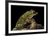 Triprion Spatulatus (Shovel-Nosed Treefrog)-Paul Starosta-Framed Photographic Print